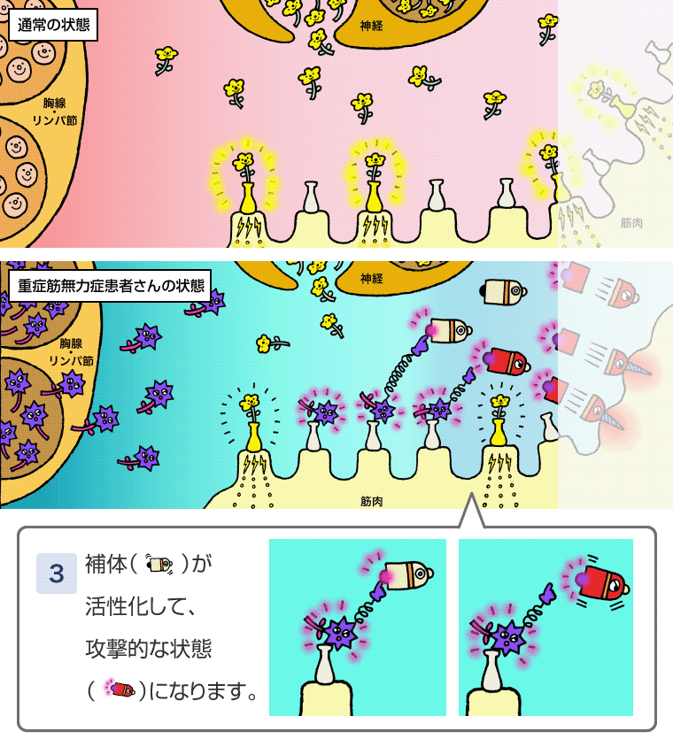 補体